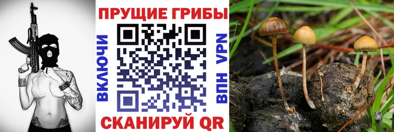 Псилоцибиновые грибы прущие грибы  Ливны 
